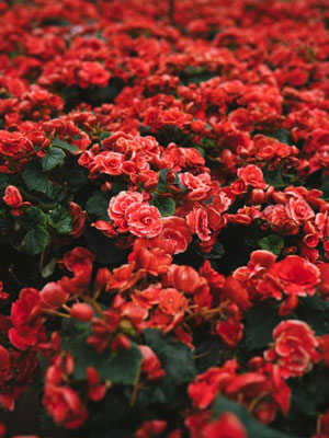 Picture of red flowers